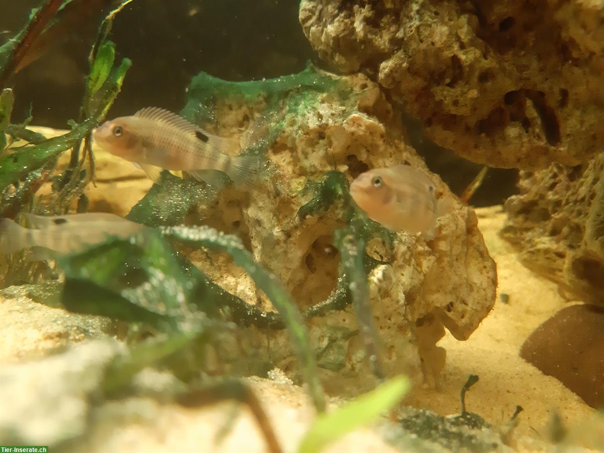Bild 2: Buckelkopfbuntbarsch Jungtiere, Steatocranus casuarius