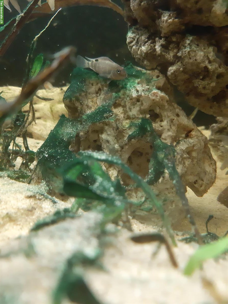 Bild 3: Buckelkopfbuntbarsch Jungtiere, Steatocranus casuarius
