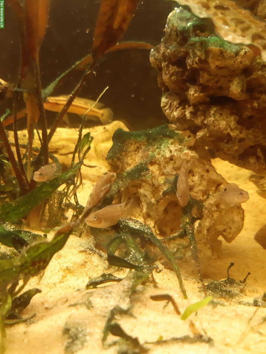 Bild 4: Buckelkopfbuntbarsch Jungtiere, Steatocranus casuarius