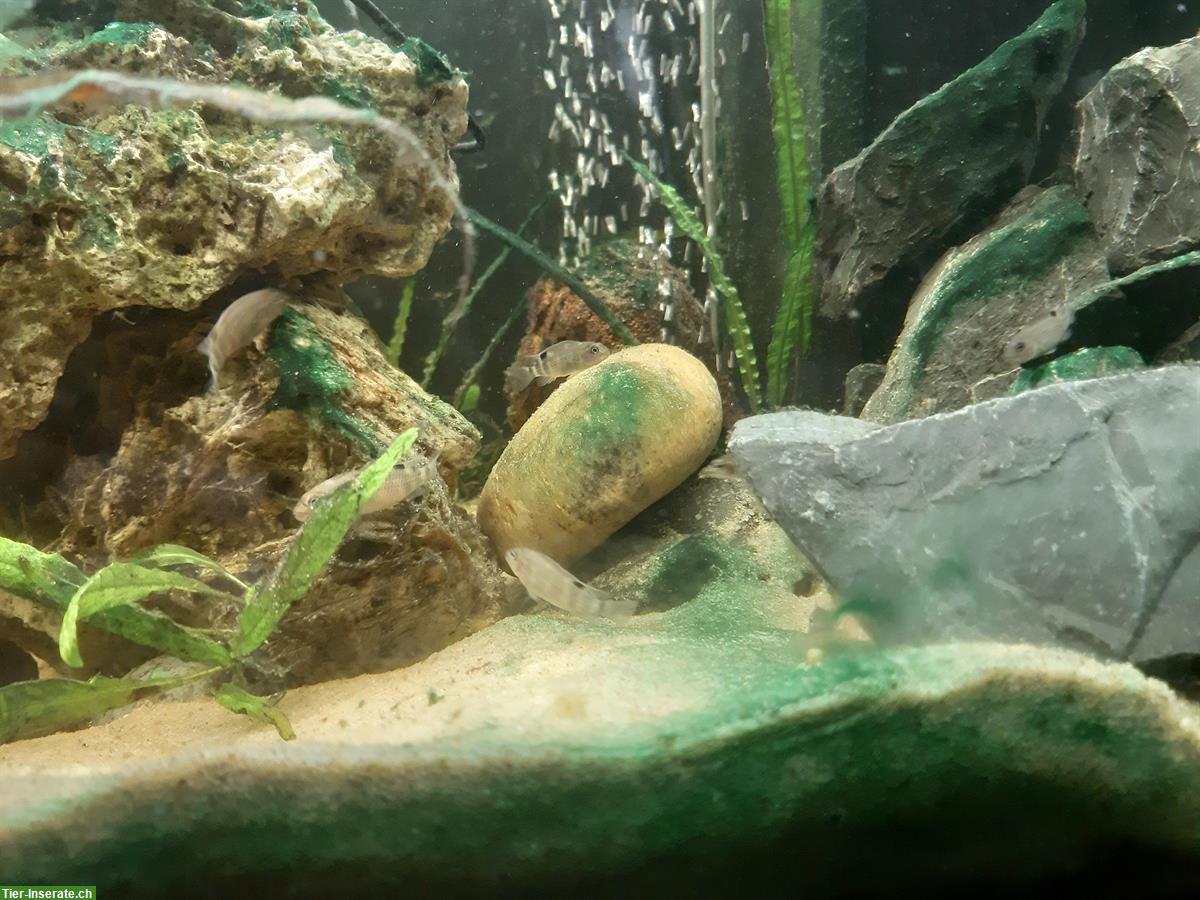 Bild 5: Buckelkopfbuntbarsch Jungtiere, Steatocranus casuarius