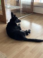 Deutscher Schäferhund Jungrüde abzugeben