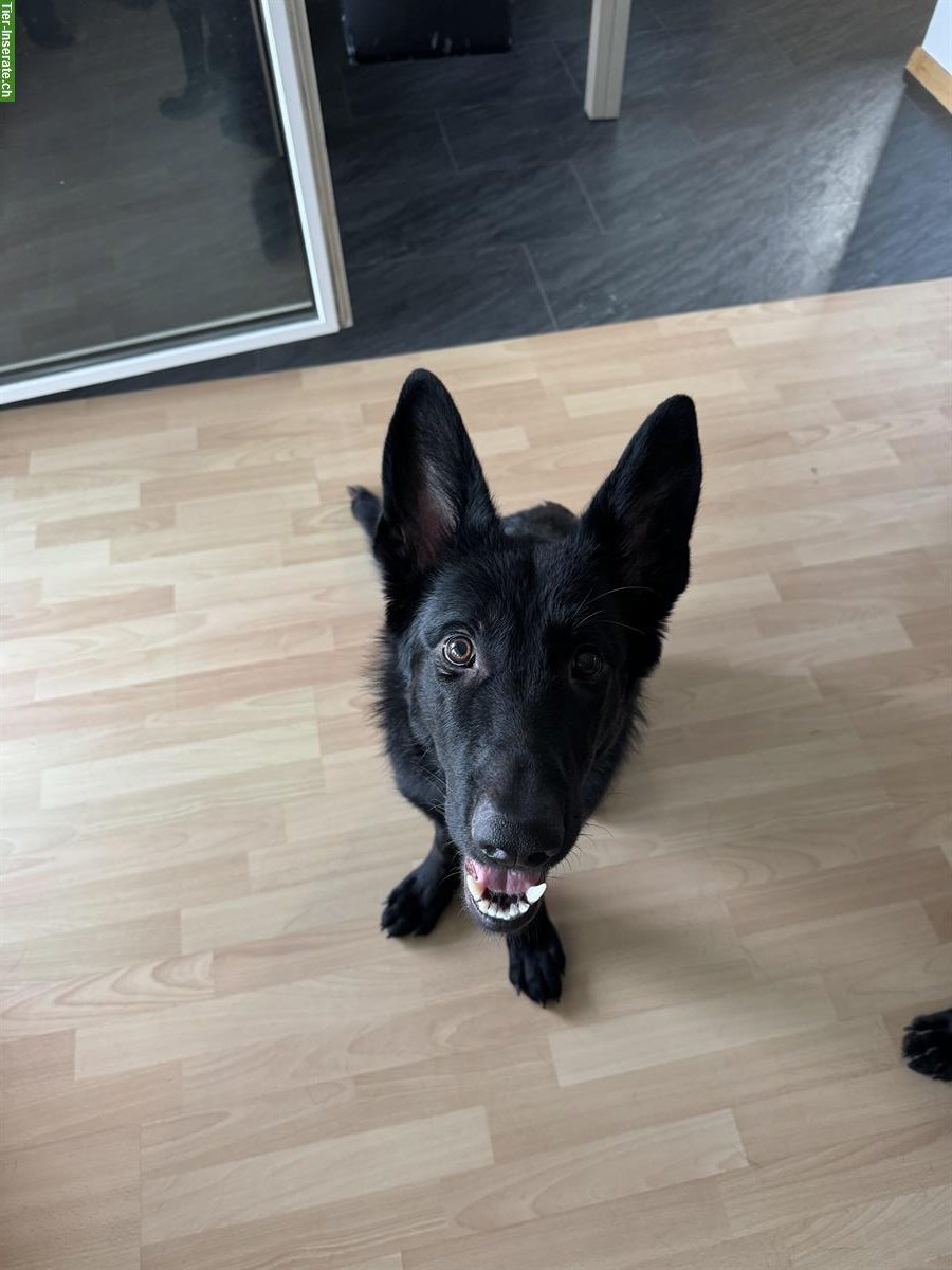 Bild 2: Deutscher Schäferhund Jungrüde abzugeben