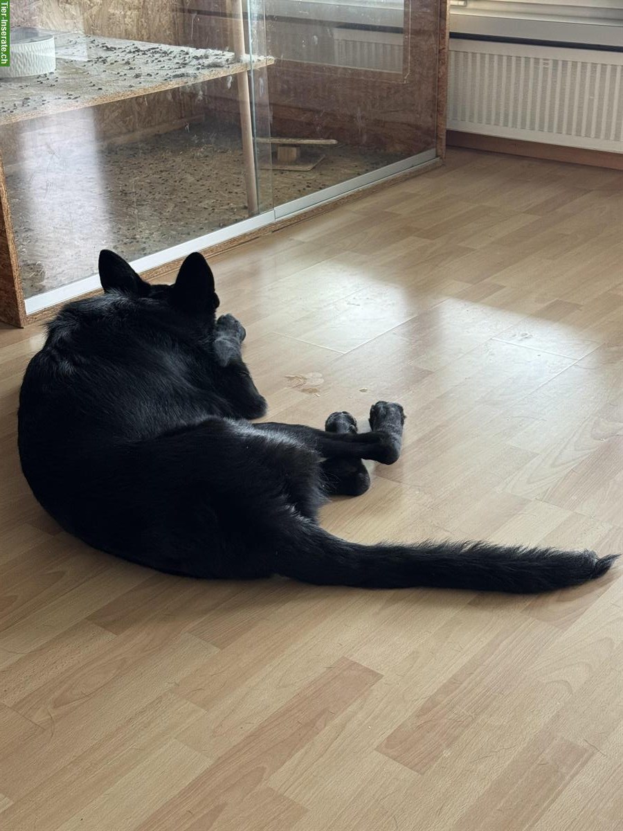 Bild 3: Deutscher Schäferhund Jungrüde abzugeben