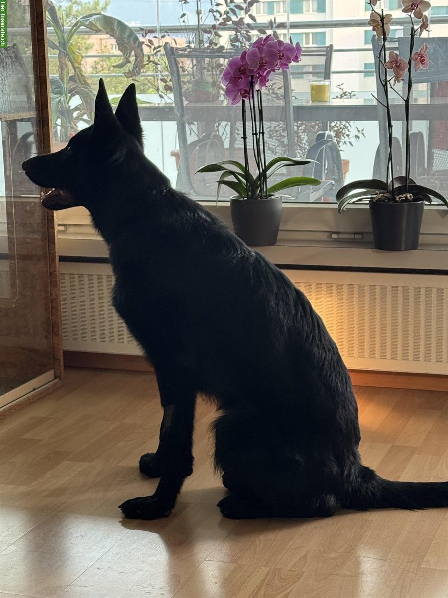 Bild 4: Deutscher Schäferhund Jungrüde abzugeben
