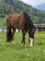 Herzenspferd sucht seinen Menschen fürs Leben