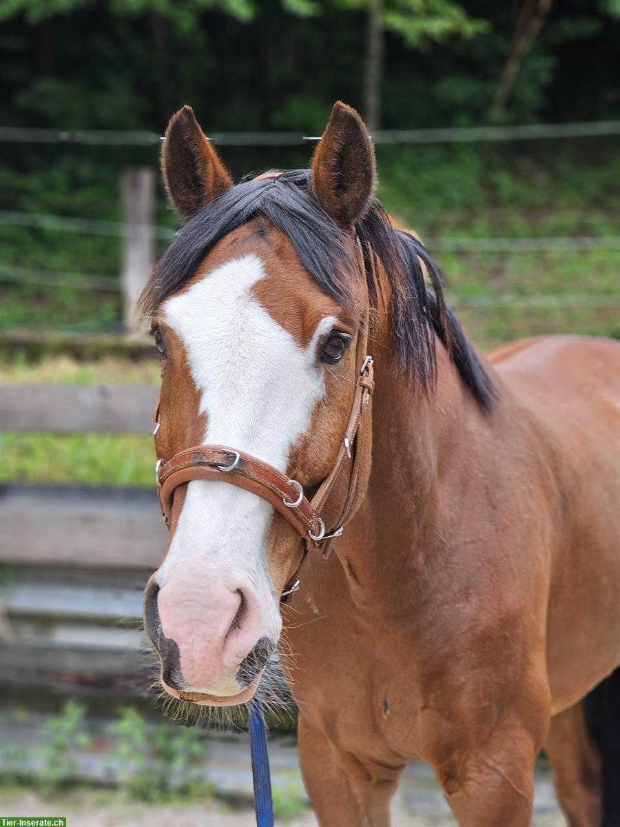 Bild 2: Herzenspferd sucht seinen Menschen fürs Leben