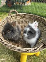 Zwergkaninchen männlich, sehr handzahm