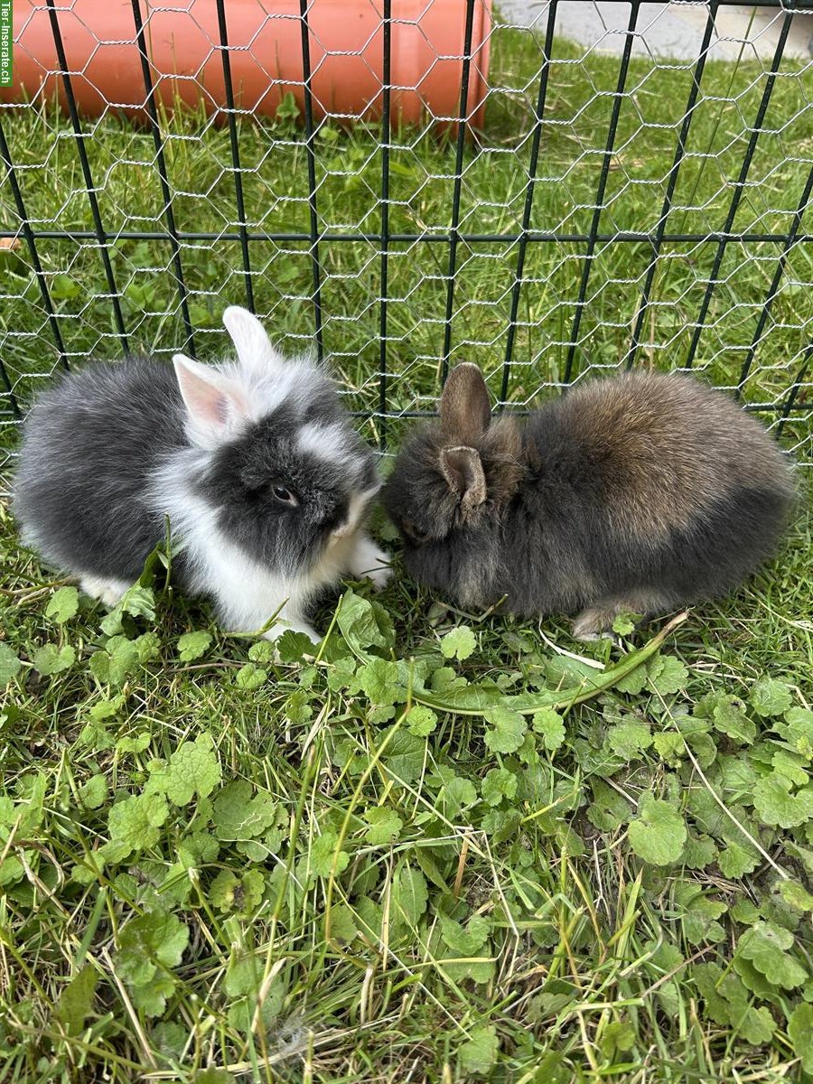Bild 2: Zwergkaninchen männlich, sehr handzahm