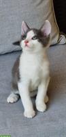 Heilige Birma x BLH Katzenbabys zur Abgabe