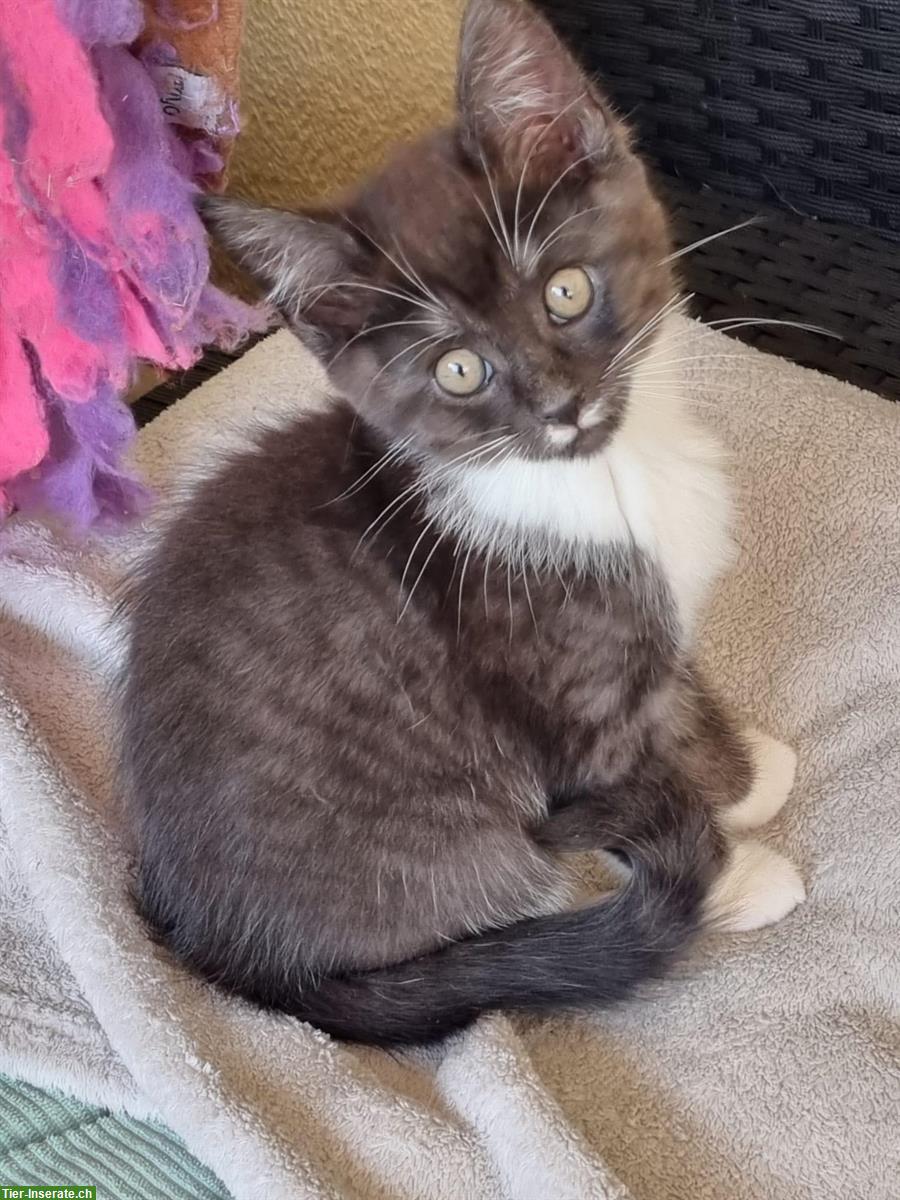 Bild 2: Heilige Birma x BLH Katzenbabys zur Abgabe