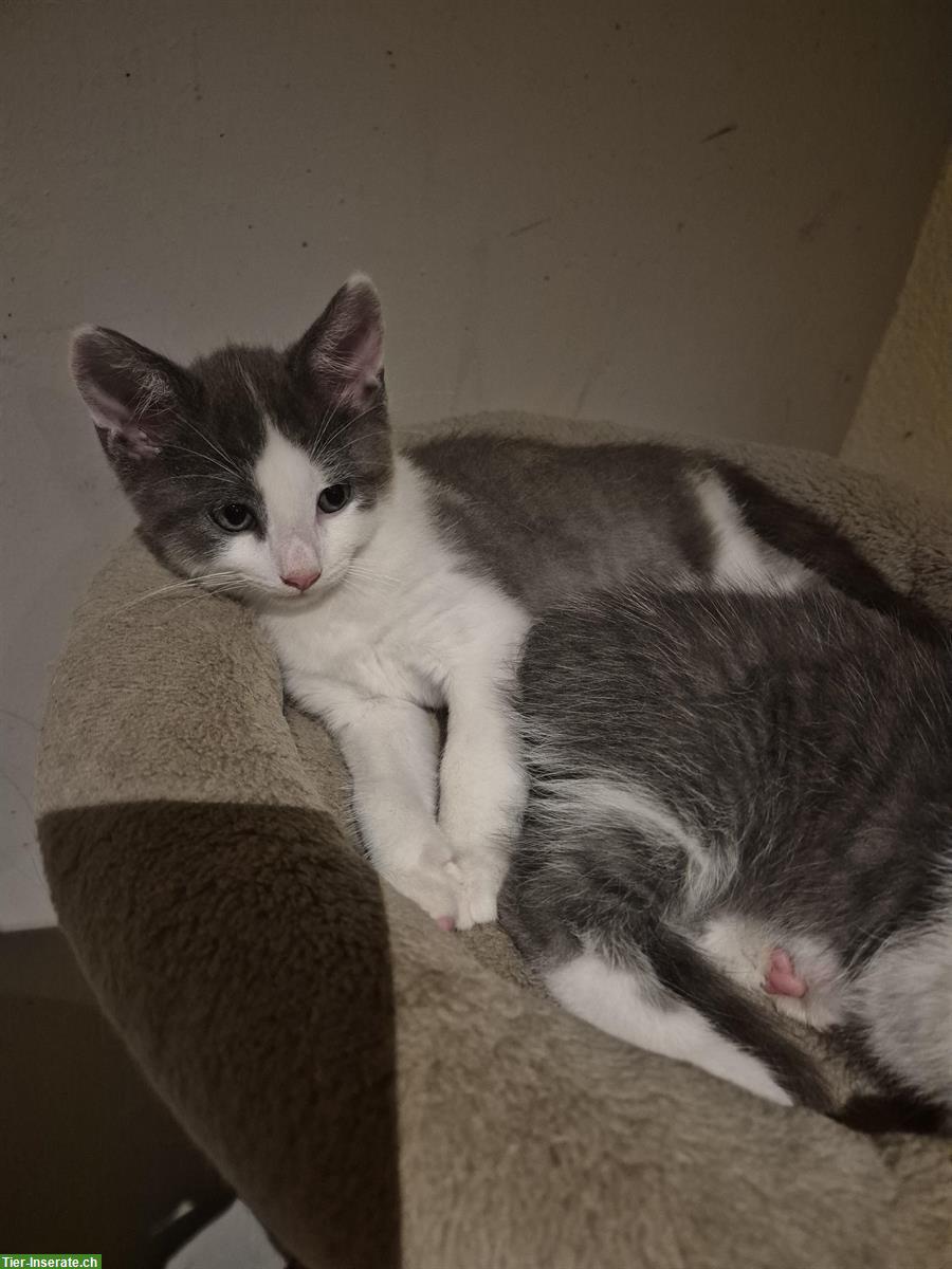 Bild 4: Heilige Birma x BLH Katzenbabys zur Abgabe