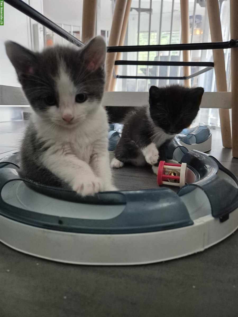Bild 5: Heilige Birma x BLH Katzenbabys zur Abgabe