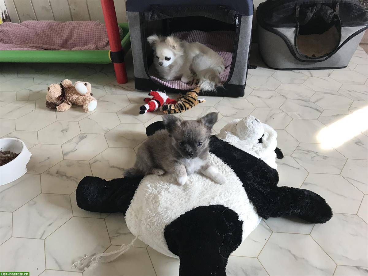 Wunderschöne Chihuahua Welpen