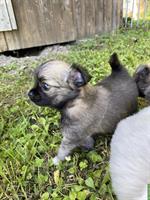Wunderschöne Chihuahua Welpen