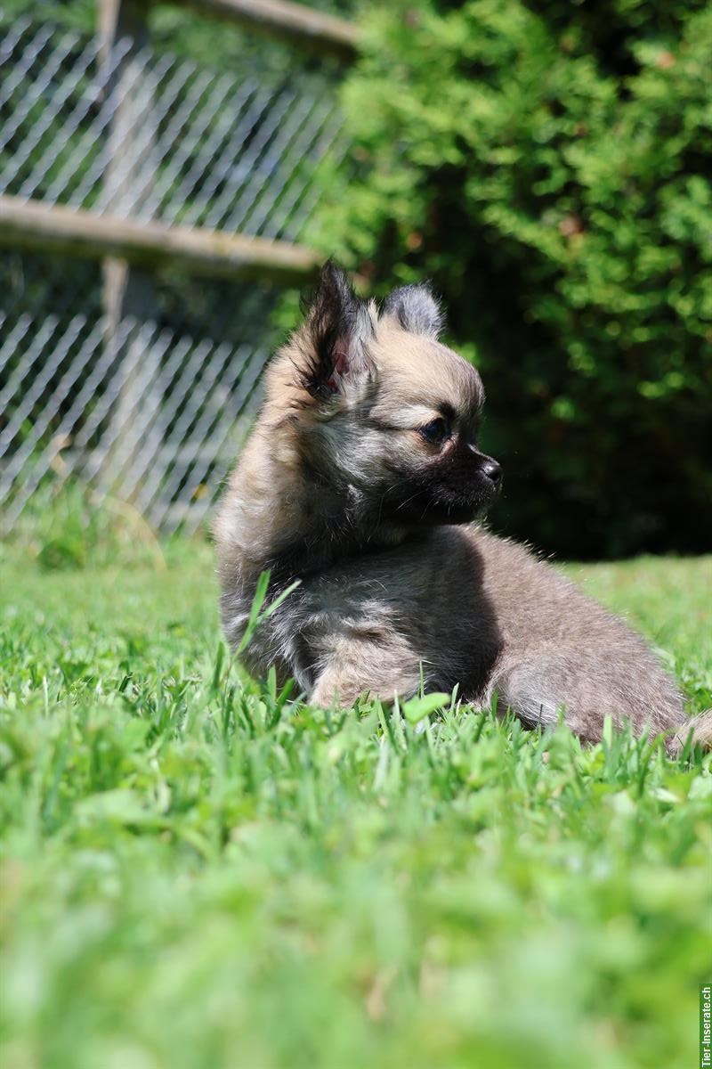 Bild 3: Wunderschöne Chihuahua Welpen