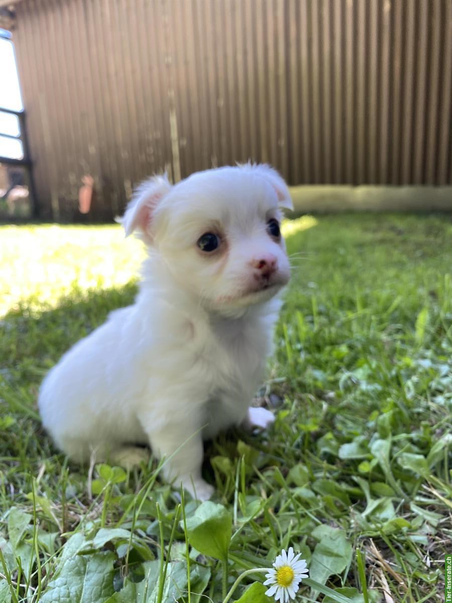 Bild 4: Wunderschöne Chihuahua Welpen