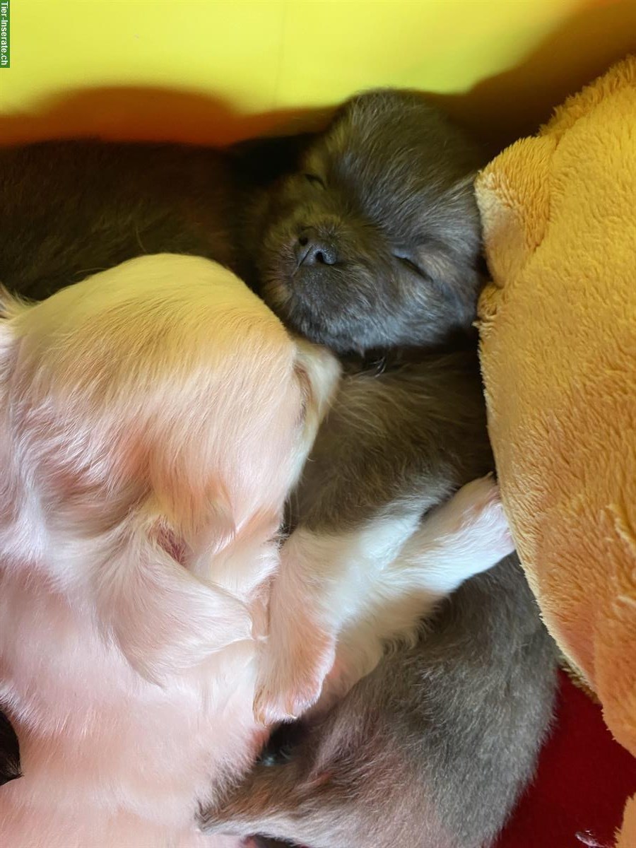 Bild 5: Wunderschöne Chihuahua Welpen