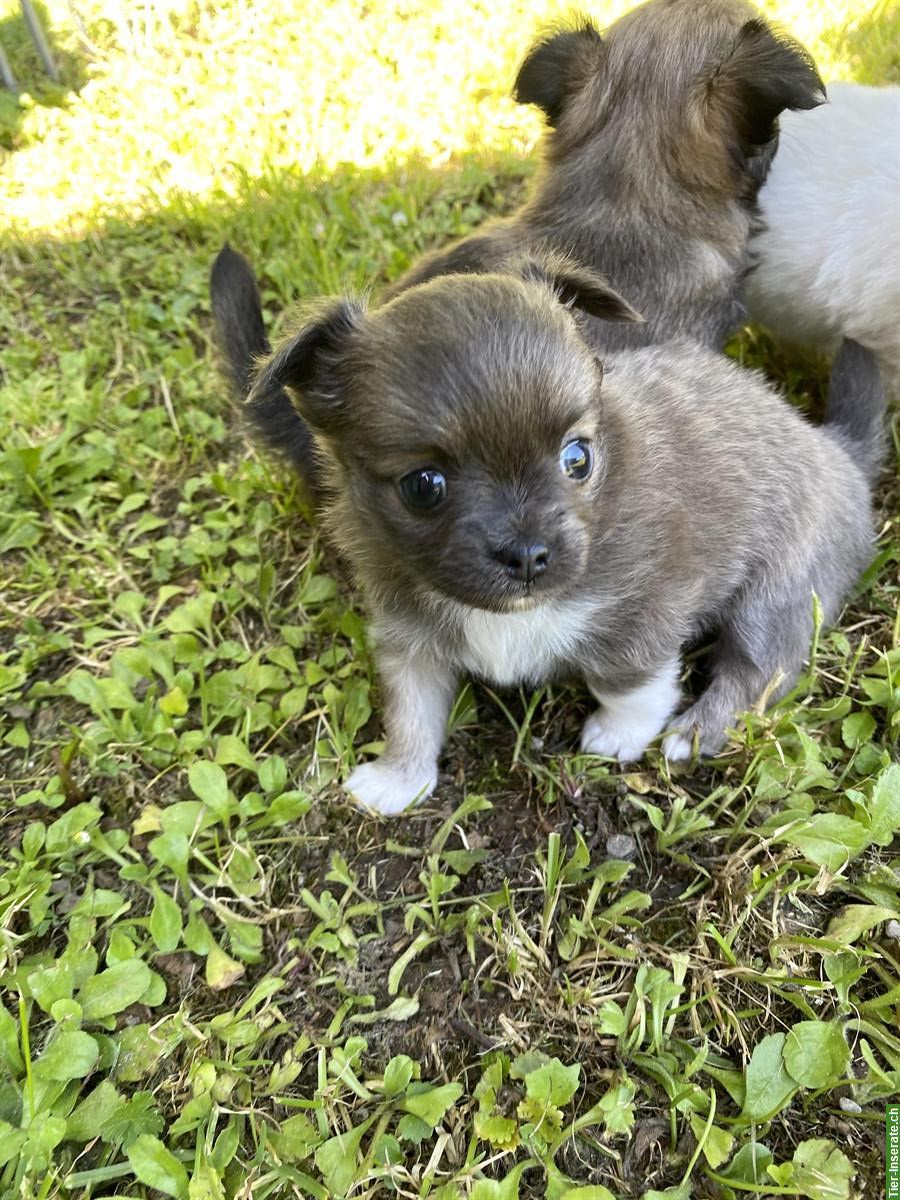 Bild 6: Wunderschöne Chihuahua Welpen