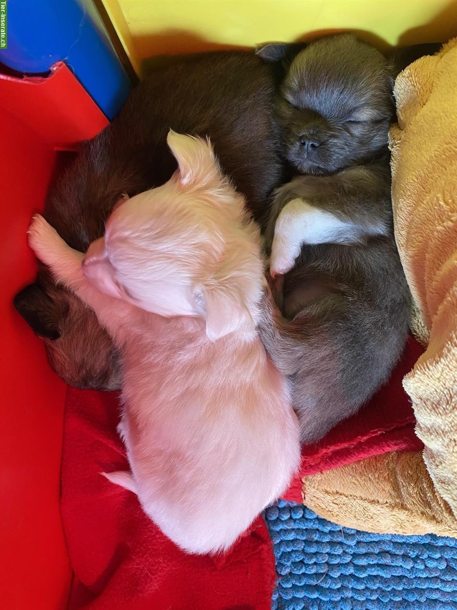 Bild 7: Wunderschöne Chihuahua Welpen