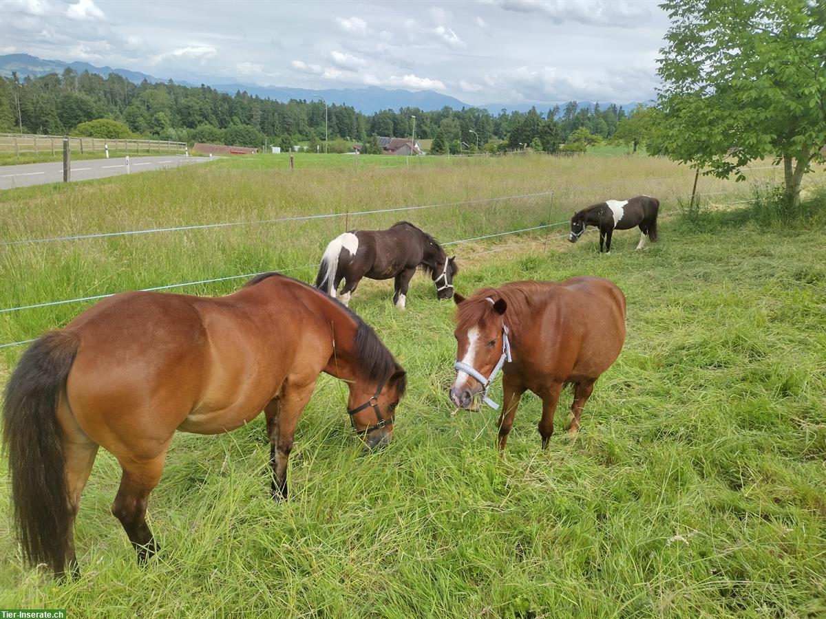 Job auf Ponyhof im Zürcher Oberland