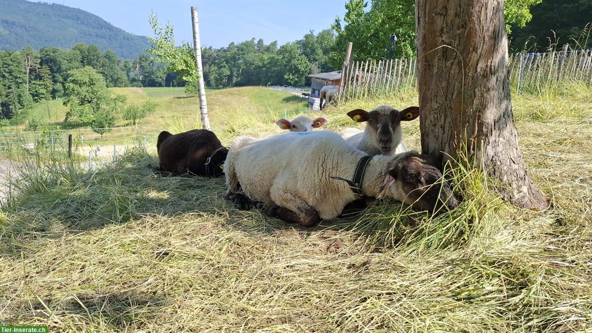 Bild 3: Schafe, junge Auen zu verkaufen
