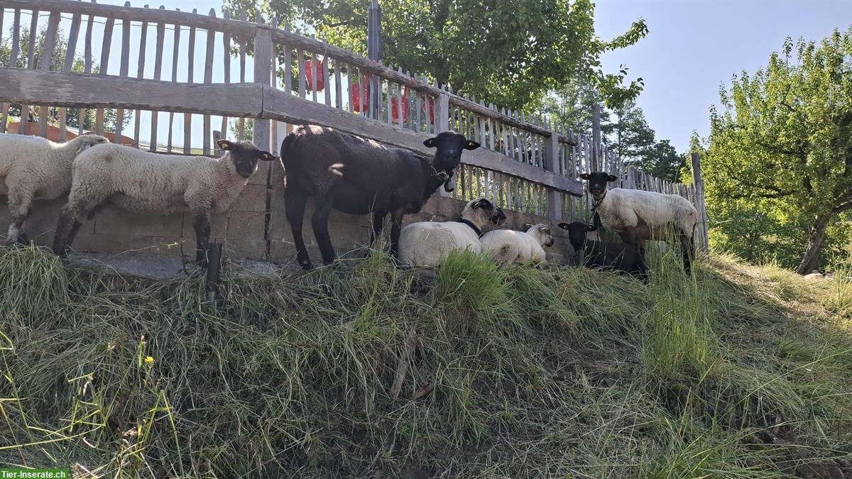 Bild 4: Schafe, junge Auen zu verkaufen