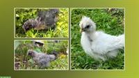 3 Zwerg Seidenhuhn Küken zu verkaufen