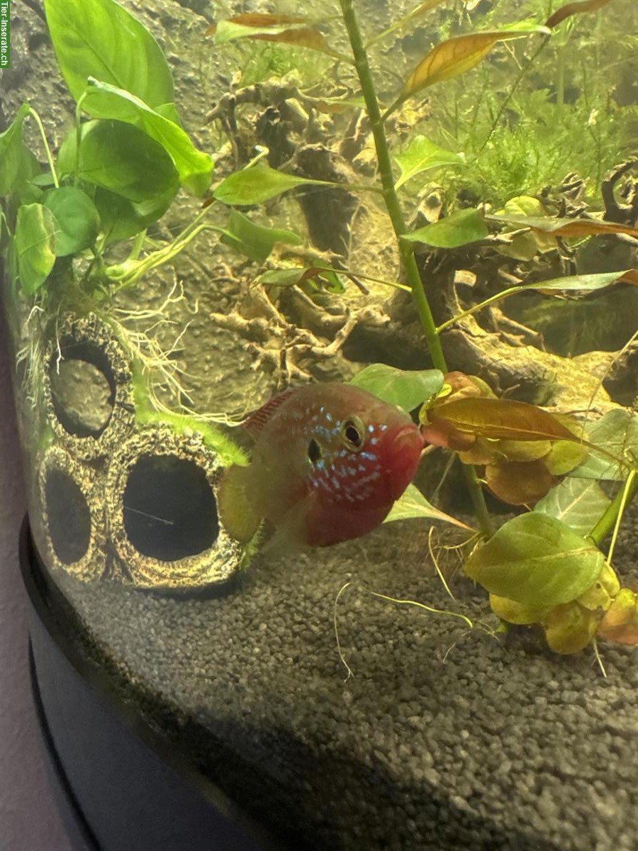 Bild 2: Juwelenbuntbarsch Babys zu verkaufen