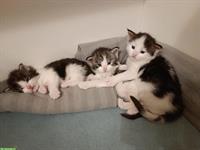 Süsse Maine Coon Kitten mit Stammbaum