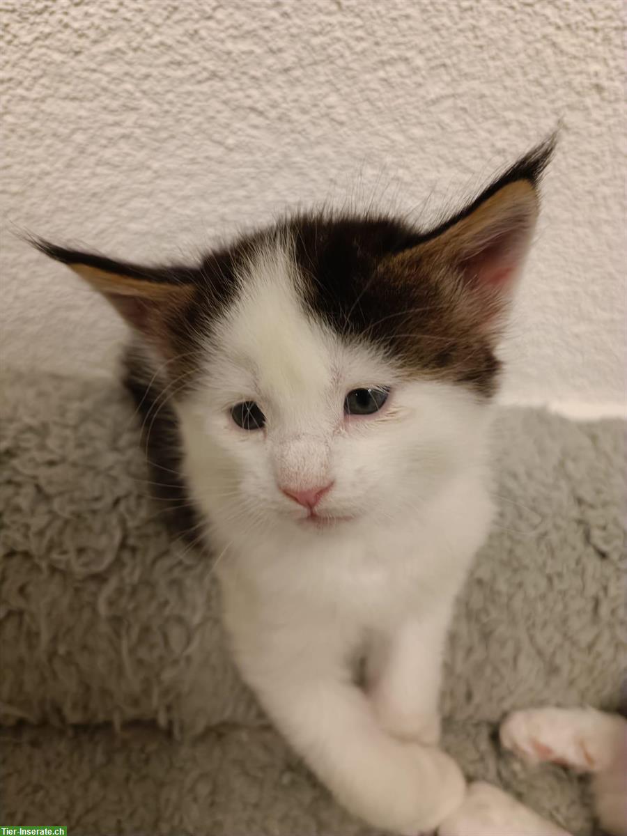 Bild 2: Süsse Maine Coon Kitten mit Stammbaum