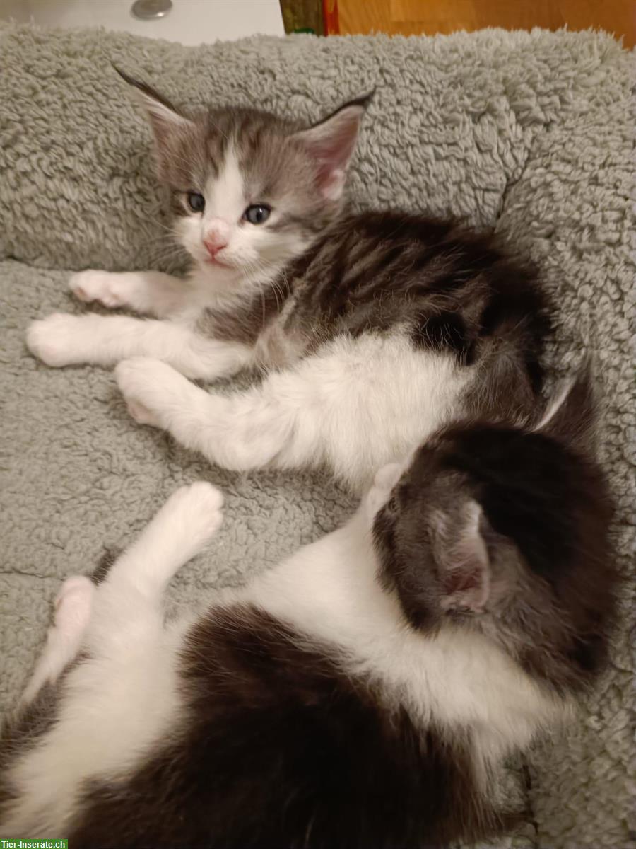 Bild 3: Süsse Maine Coon Kitten mit Stammbaum