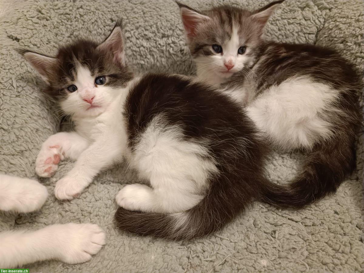 Bild 4: Süsse Maine Coon Kitten mit Stammbaum