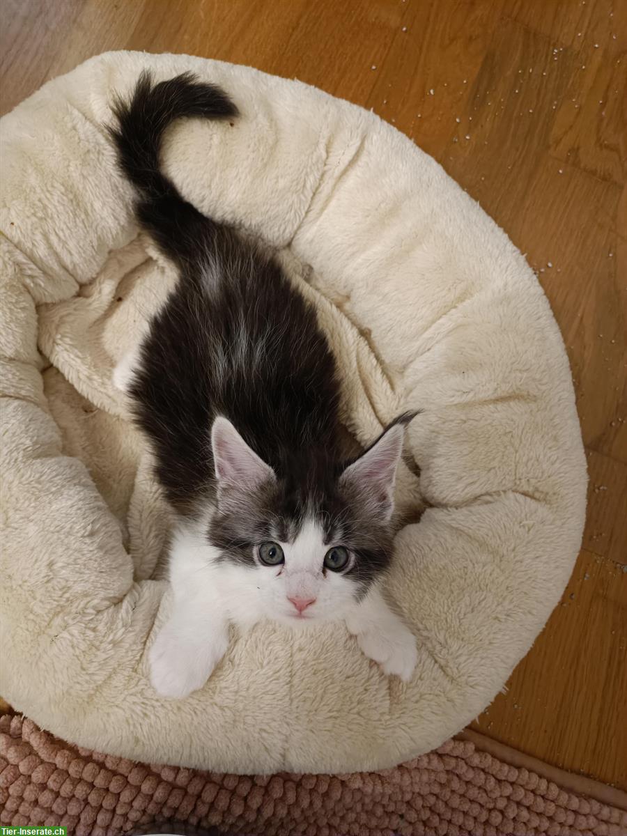 Bild 5: Süsse Maine Coon Kitten mit Stammbaum