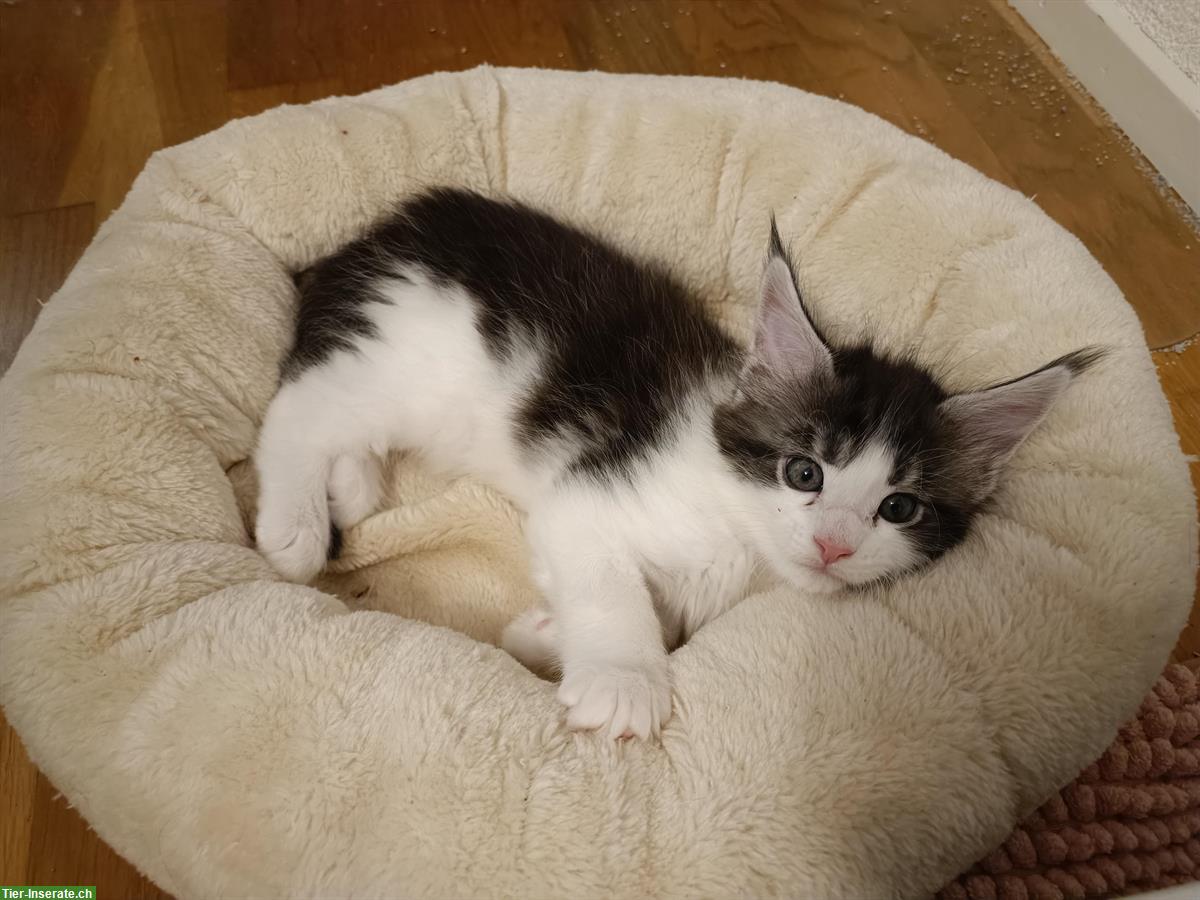 Bild 7: Süsse Maine Coon Kitten mit Stammbaum