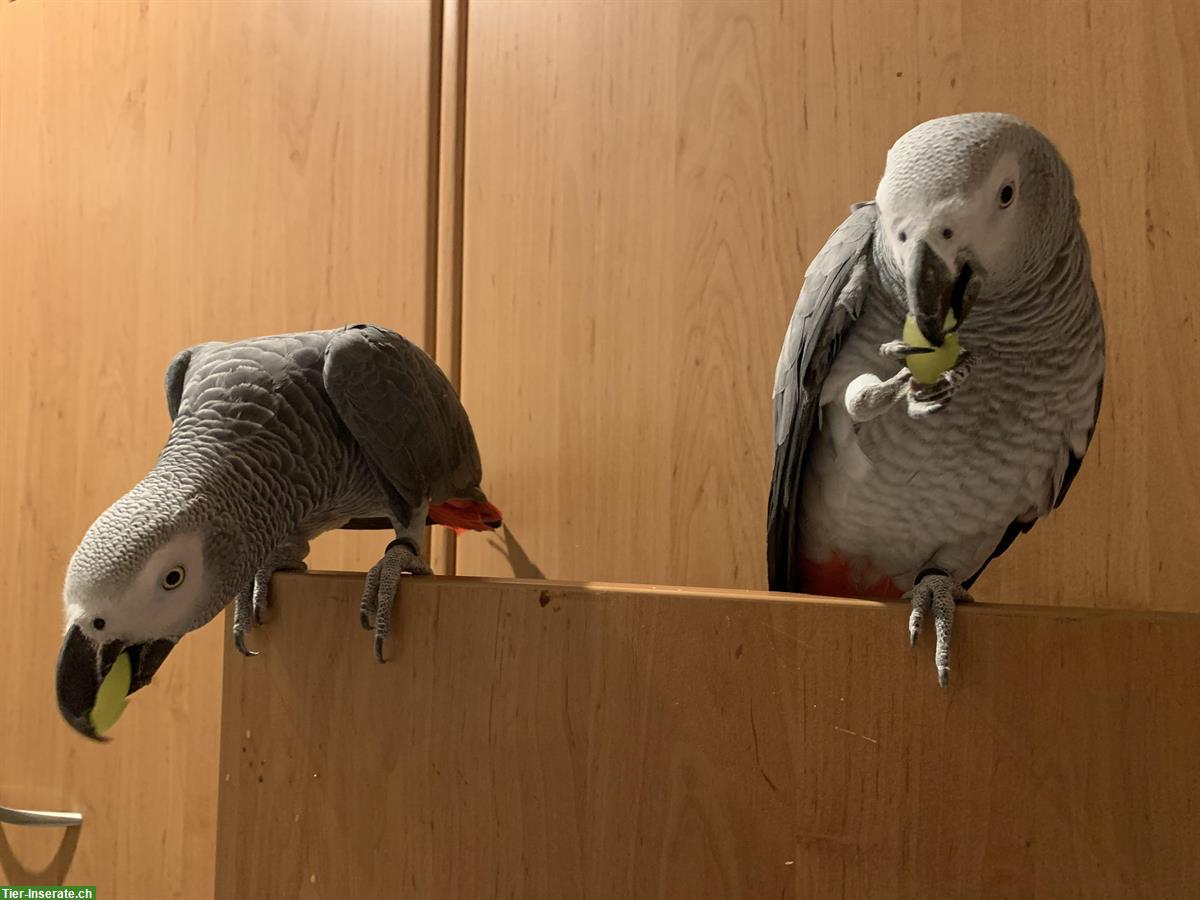 Graupapagei Pärchen sucht ein neues Zuhause