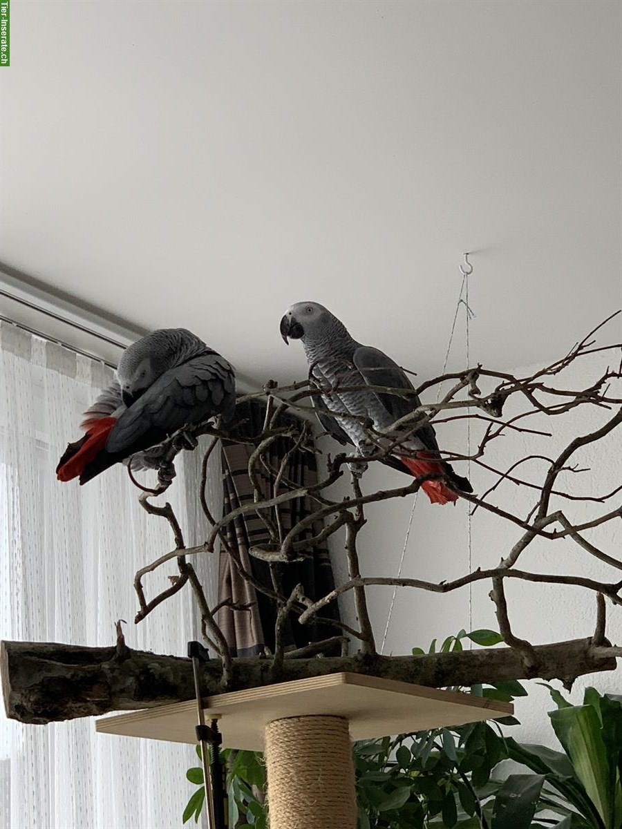 Bild 2: Graupapagei Pärchen sucht ein neues Zuhause