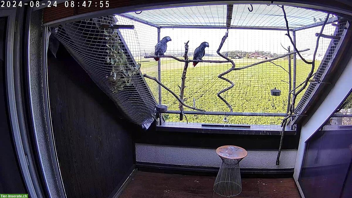 Bild 3: Graupapagei Pärchen sucht ein neues Zuhause