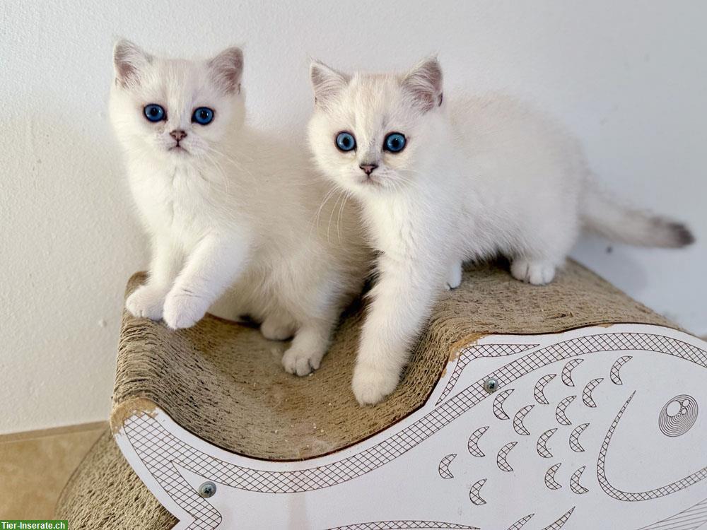 BKH Kitten mit blauen Augen, geimpft, gechipt mit Stammbaum