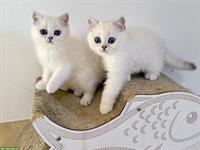 BKH Kitten mit blauen Augen, geimpft, gechipt mit Stammbaum