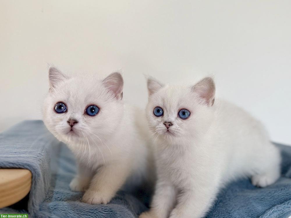 Bild 2: BKH Kitten mit blauen Augen, geimpft, gechipt mit Stammbaum