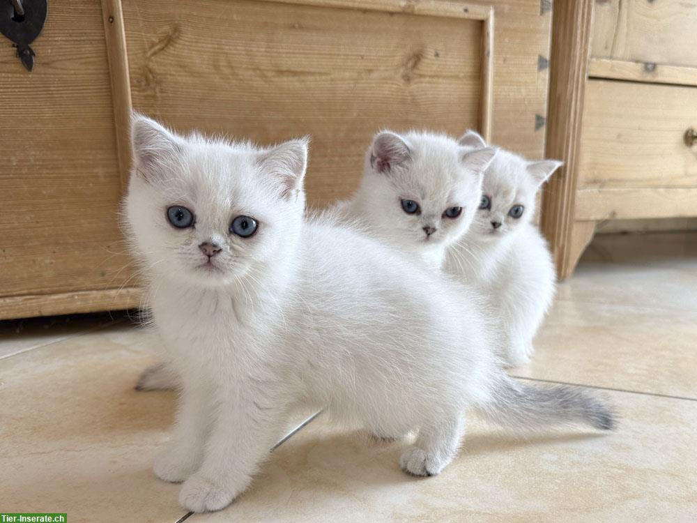Bild 3: BKH Kitten mit blauen Augen, geimpft, gechipt mit Stammbaum