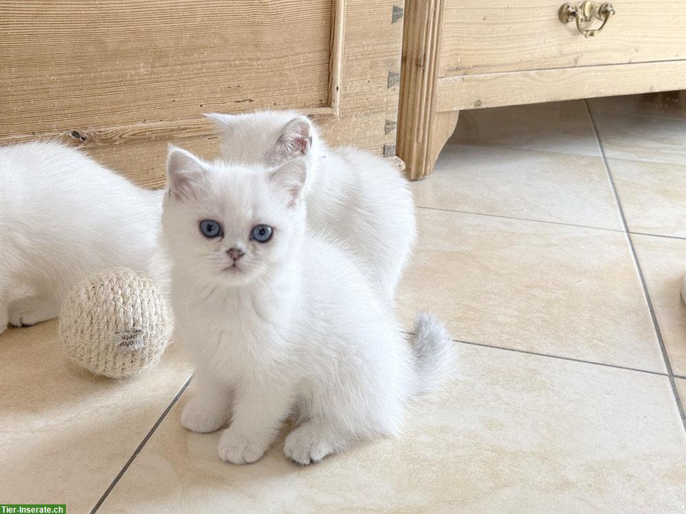 Bild 4: BKH Kitten mit blauen Augen, geimpft, gechipt mit Stammbaum