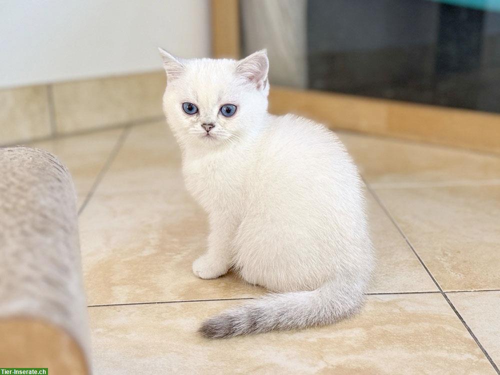 Bild 5: BKH Kitten mit blauen Augen, geimpft, gechipt mit Stammbaum