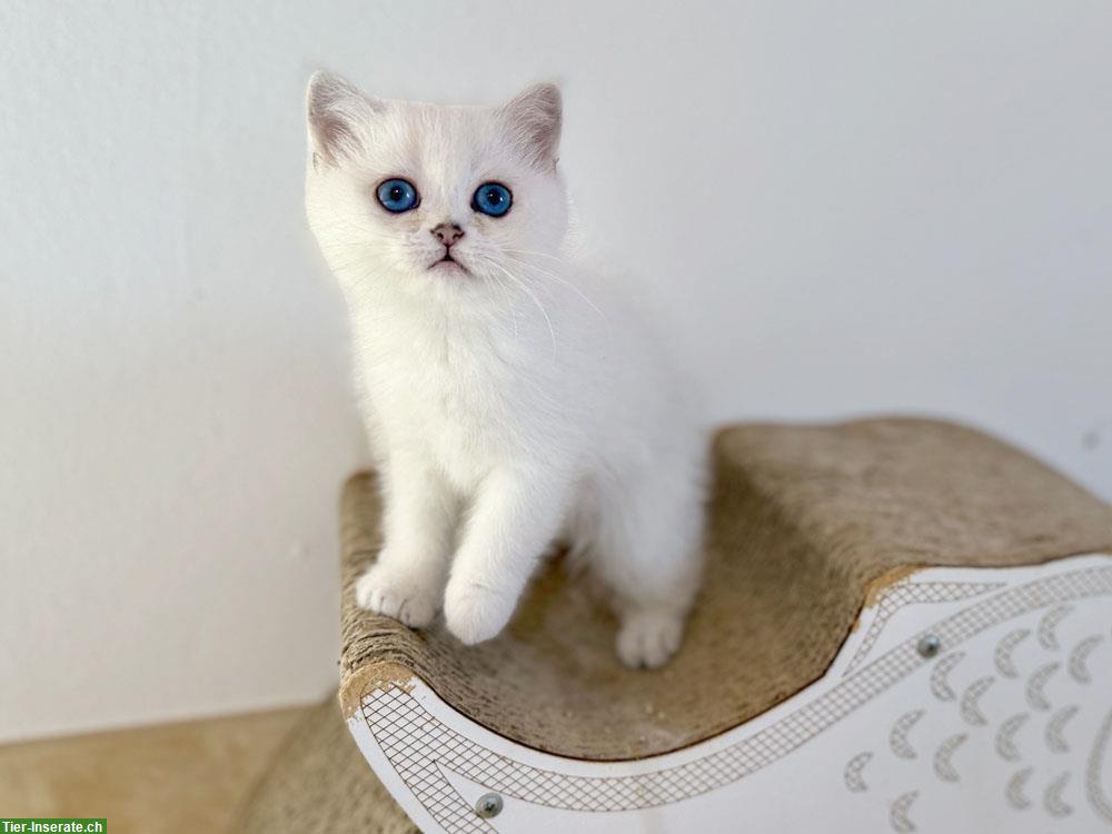 Bild 6: BKH Kitten mit blauen Augen, geimpft, gechipt mit Stammbaum
