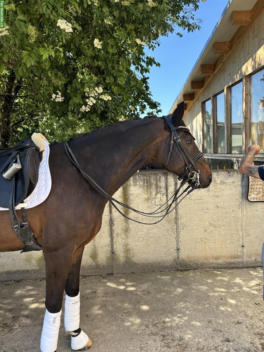 Bild 3: Westfalen Wallach - ein ausdrucksstarkes Dressurpferd