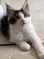 Junge Maine Coon Kätzchen mit Stammbaum, Zentralschweiz