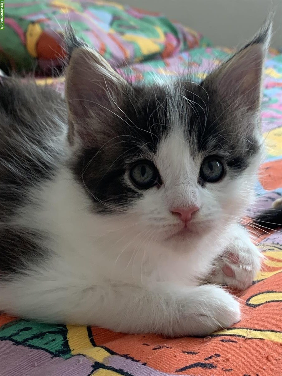 Bild 10: Junge Maine Coon Kätzchen mit Stammbaum, Zentralschweiz