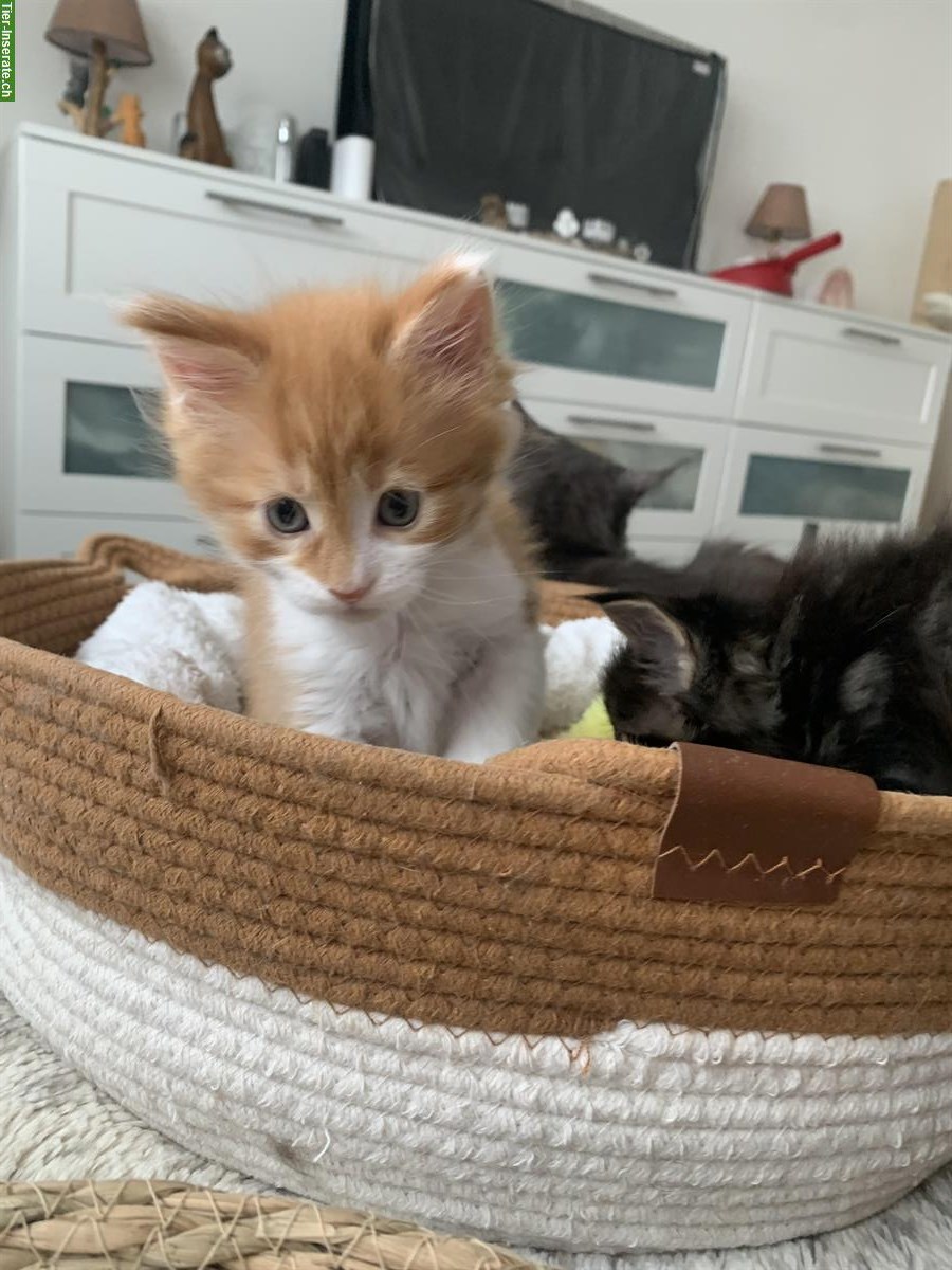 Bild 3: Junge Maine Coon Kätzchen mit Stammbaum, Zentralschweiz