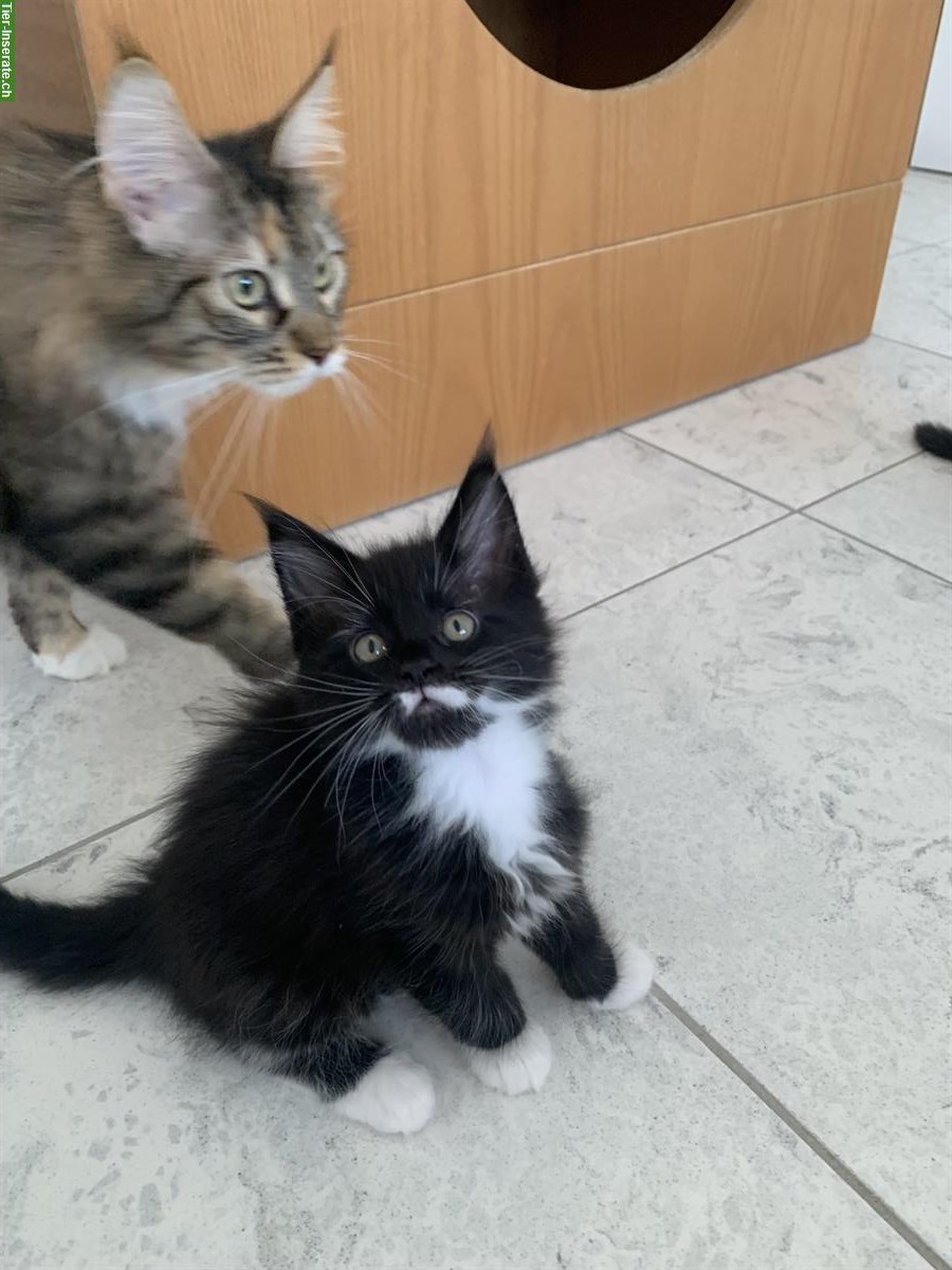 Bild 4: Junge Maine Coon Kätzchen mit Stammbaum, Zentralschweiz
