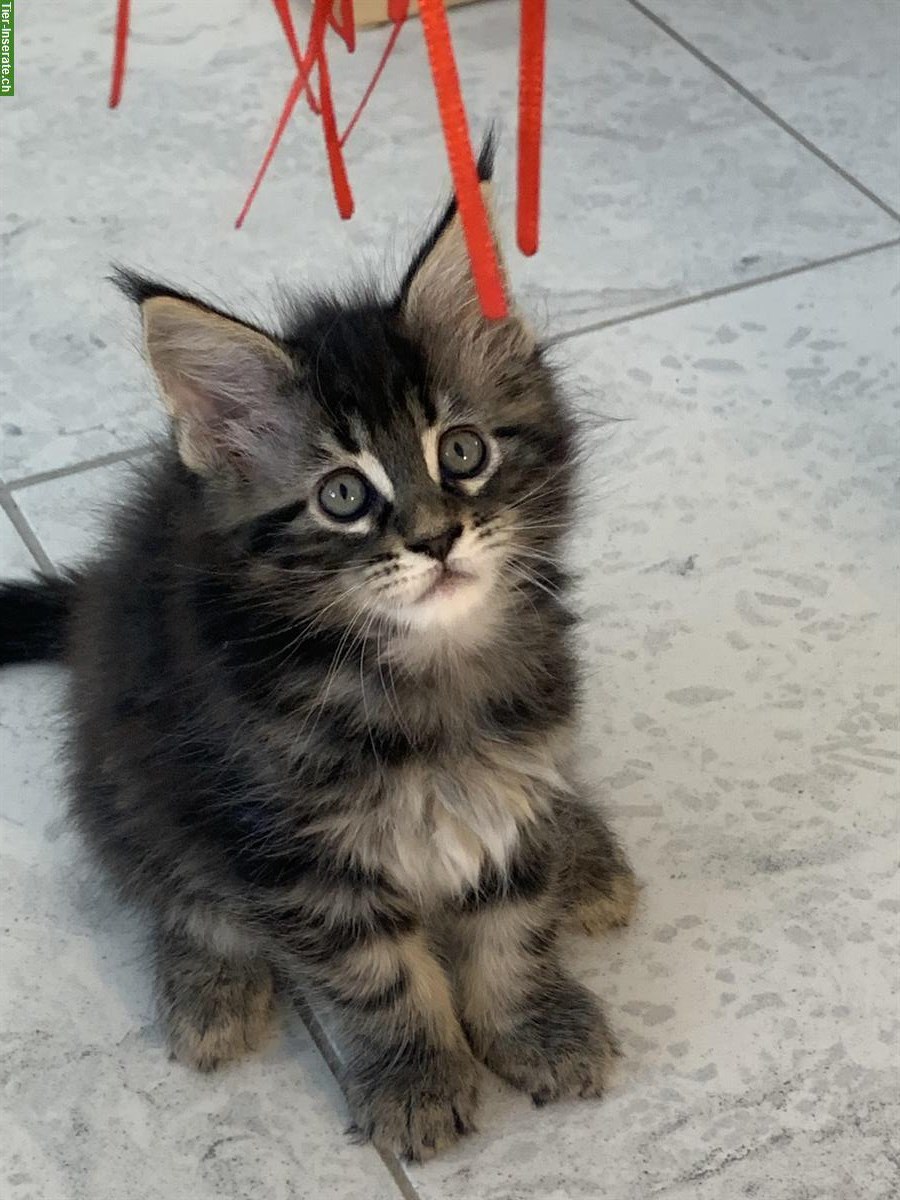 Bild 5: Junge Maine Coon Kätzchen mit Stammbaum, Zentralschweiz